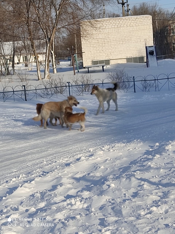 ВНИМАНИЕ: БРОДЯЧИЕ СОБАКИ!